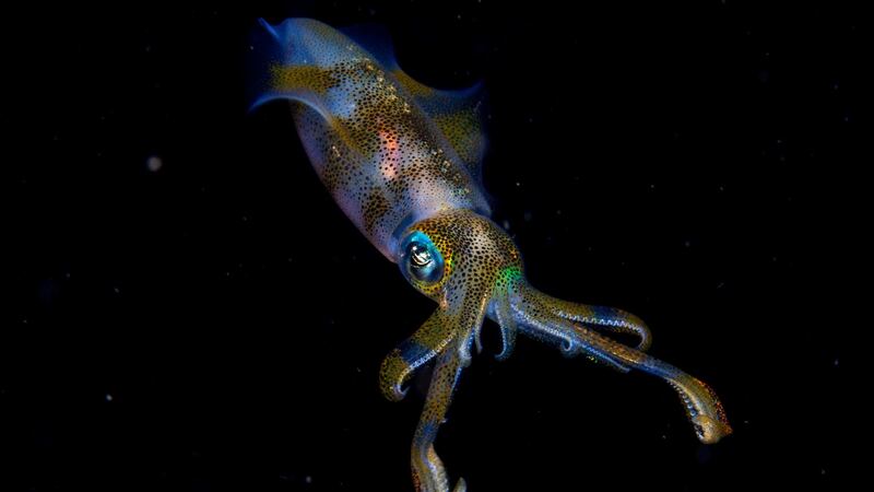 An iridescent big fin reef squid captured by Cruz Erdmann on a night dive in the Lembeh Strait off North Sulawesi, Indonesia. Photograph: Cruz Erdmann/PA Wire.