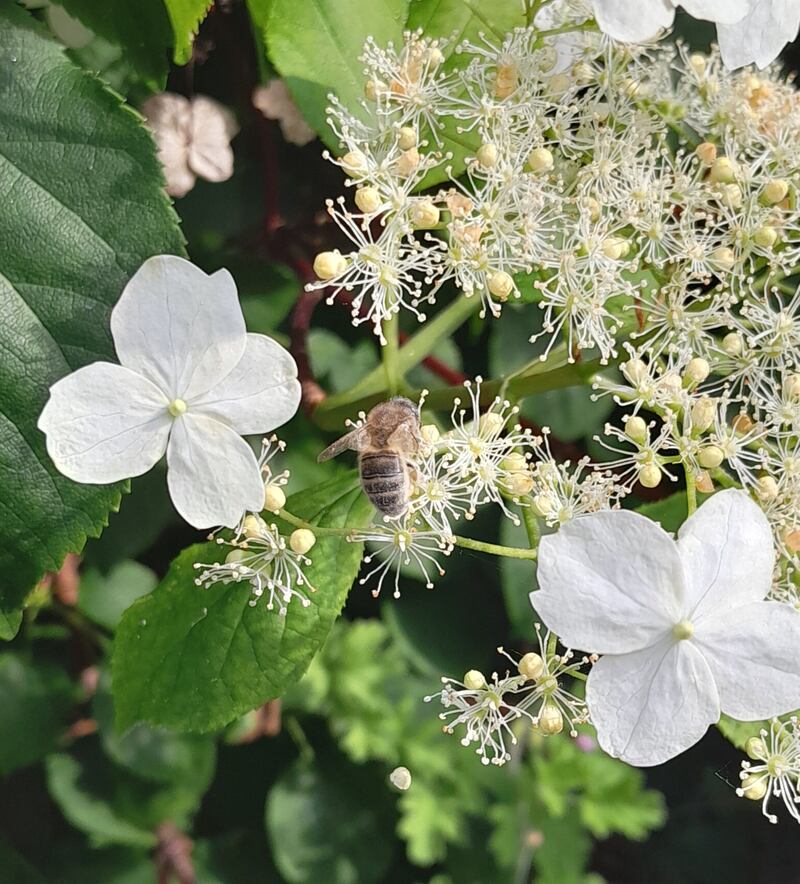 Irish honeybee. Photograph supplied by Niamh Hynes