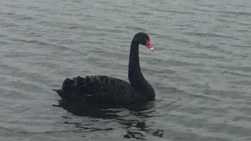 Eyes on nature: the black swan that Gerry Kealy saw on Malahide Estuary
