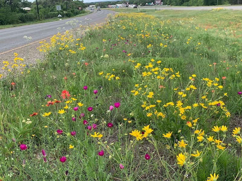 Texas highway wild flowers, a legacy of Lady Bird Johnson