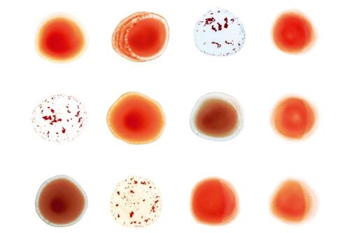 Peter Gabriel: And I’ll Scratch Yours