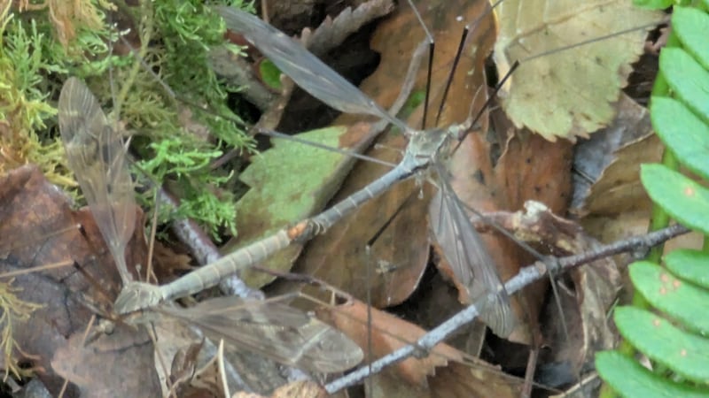 Mating daddy-long-legs