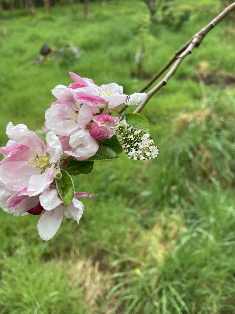 Orange-tip butterfly. Photograph supplied by Celine McCarrick