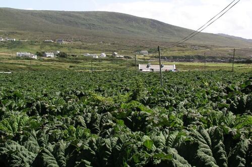 The ‘bully’ in your garden