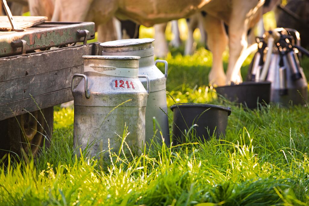 Robot milking, for example, is not yet an option in the diary industry. And unlike dairy farmers, we have to do all the grazing ourselves. Photograph: Getty Images