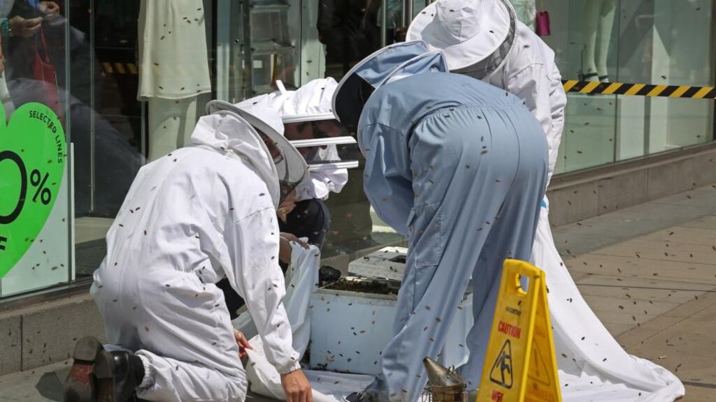 The swarm of 5,000-strong honeybees that were attracted to a discount sign on the window of Topshop in Victoria Street, central London, are put into a box by bee keepers from the John Lewis Partnership and Westminster Cathedral, to be transported across the road to the roof of Westminster Cathedral. Photograph: Philip Toscano/PA Wire