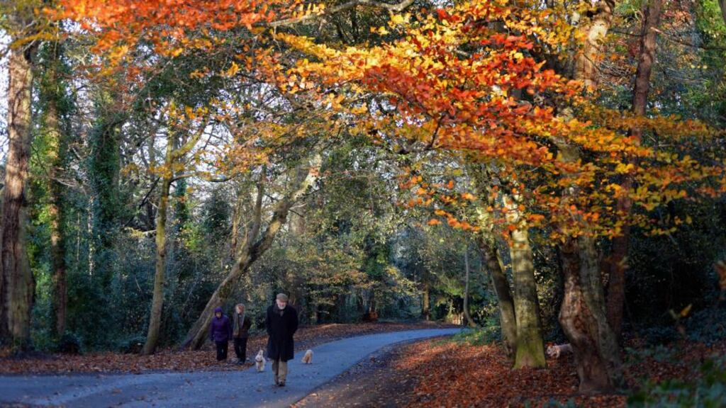 Autumn glory: leaves clinging to the trees at Killiney Co Dublin, in mid-November. Photograph: Eric Luke