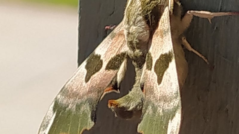 Lime hawkmoth
