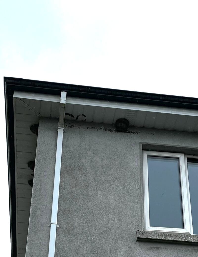 Nest of house martins. Photograph supplied by Grace