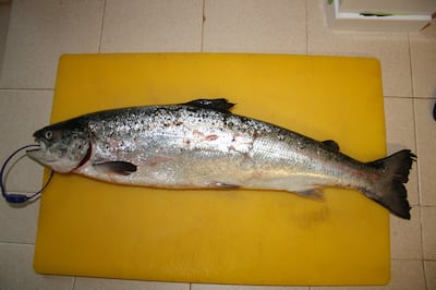 An escaped farm salmon caught on the Erriff river in the West of Ireland after thousands of fish escaped from a fish farm in Killary Harbour. It is indentifiable from its out-of-season silver colouration. Photograph: IFI
