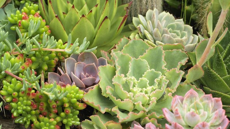 An array of tender suuculents growing outside in Hunting Brook, the west Wicklow garden owned by Jimi Blake. Photograph: Richard Johnston