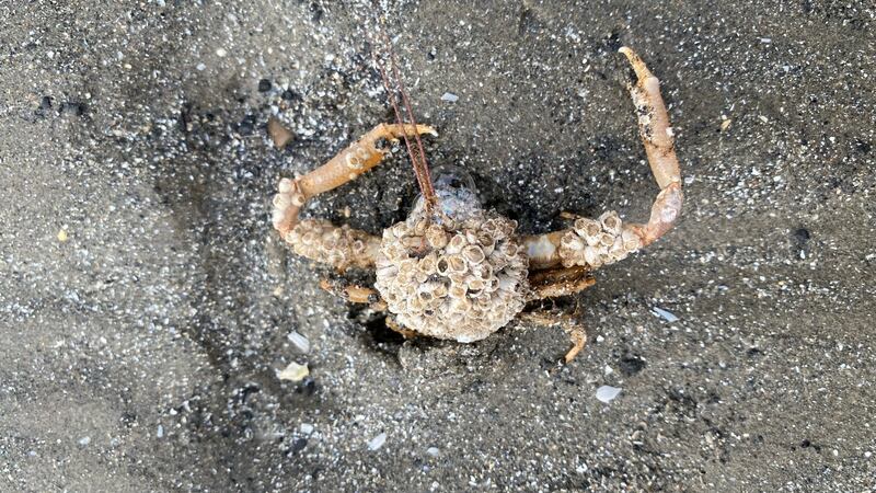 Barnacle cover on crab at Seapoint.
