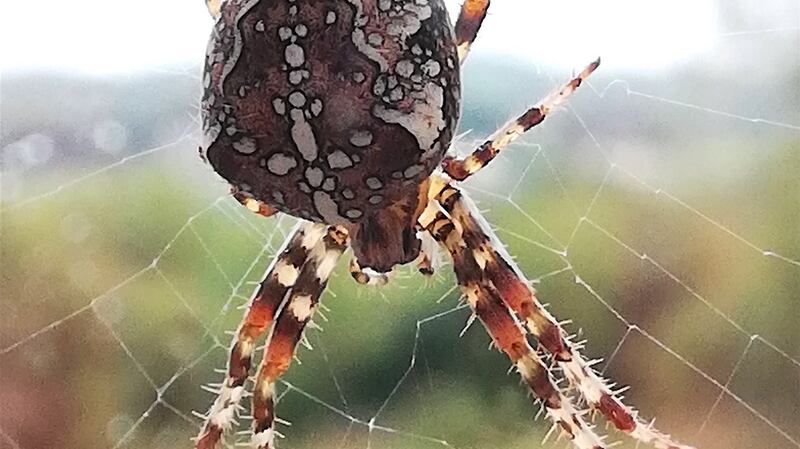 Garden spider