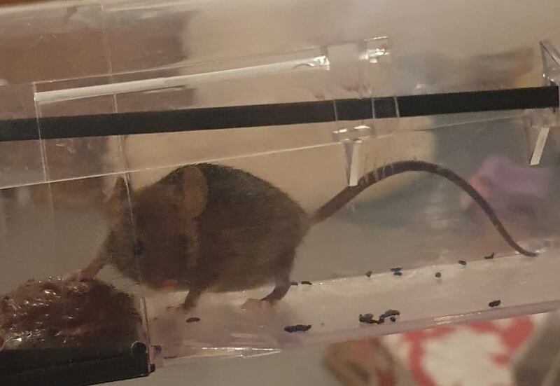 Field mouse. Photograph supplied by M Prendergast