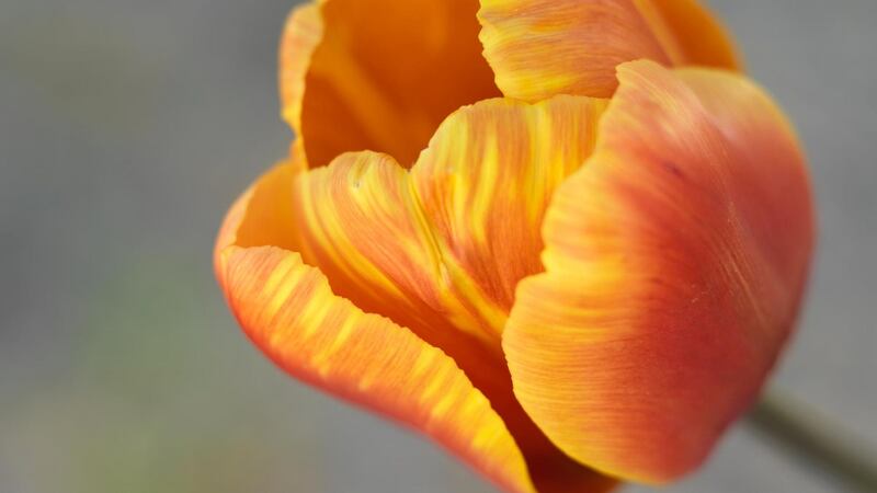 Tulip ‘Cairo’. Photograph: Richard Johnston