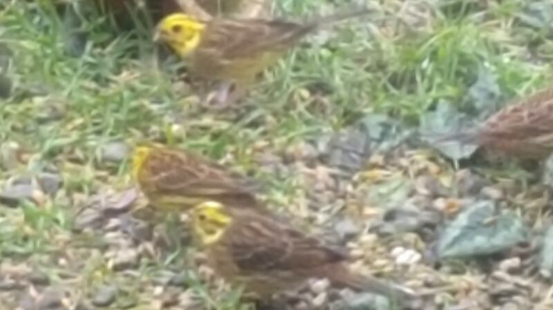 Yellowhammers feeding on seeds in Co Wexford