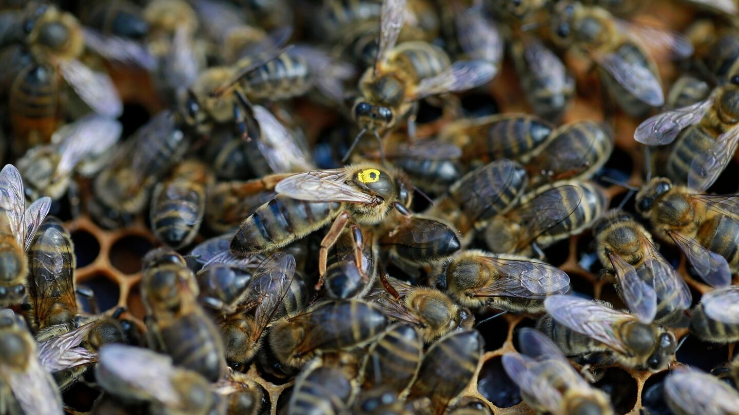 The Queen bee is marked with a hellow dot in the hive. Photograph: Nick Bradshaw/ The irish Times