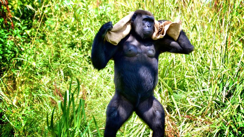 ’Gorilla’. Category: Open. Photographer: Rebecca Stynes, Nurney, Co Kildare. Gorilla in Dublin Zoo, Summer 2014. ‘Showing his human likeness.’