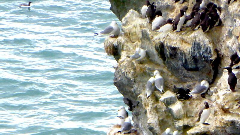 Kittiwakes and guillemots sharing ledges near the cliff walk in Howth
