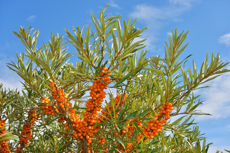 Buckthorn, Hippophae rhamnoides. Photograph: Getty