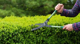What is the best choice of hedging for my garden?