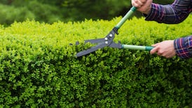 Is my neighbour allowed to have surface water from his garden routed into mine?