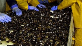 Investigation into stolen mussels claim in Carlingford Lough