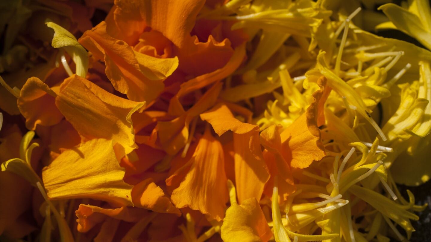 Marigold petals can be used to add bright pops of colour and flavour to a salad, cake or a summer punch. Photograph: Getty