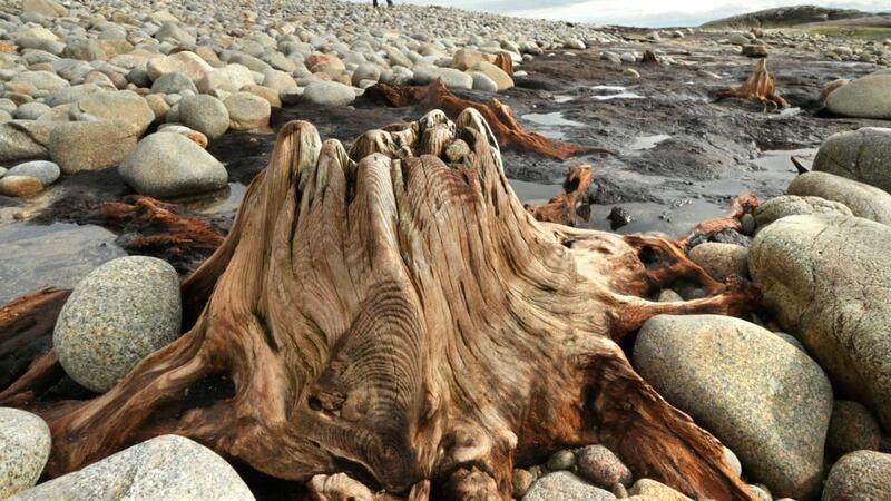 The 7,500-year-old-tree remains at a drowned forrest exposed by storms in Spiddal, Co. Galway. Photograph: Joe O’Shaughnessy