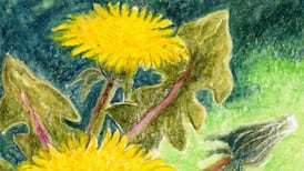 Dandelions a marvel of exquisite engineering