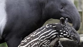 Dublin Zoo faces criminal prosecution after toddler was mauled by tapir
