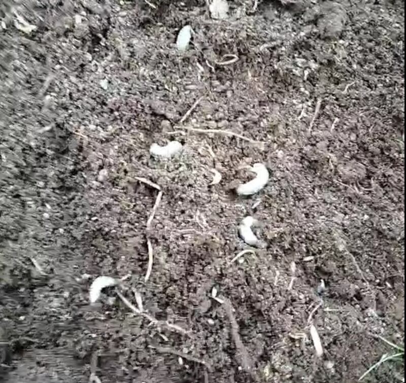 Cockchafer grubs, supplied by William Whelan