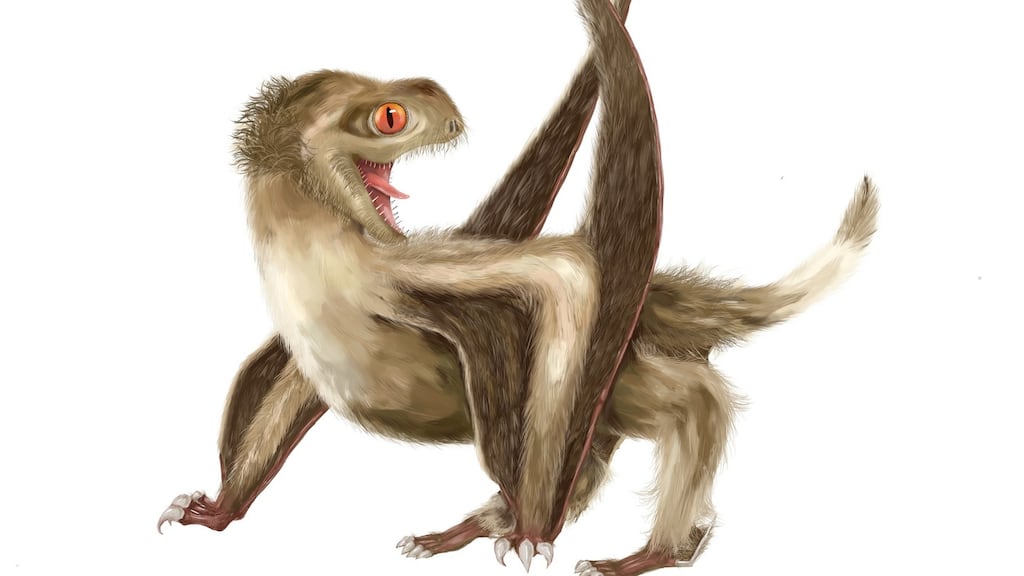 Pterosaurs, flying reptiles that lived side by side with dinosaurs, had at least four types of feathers.