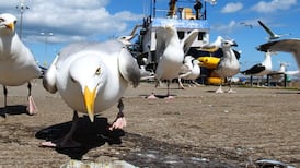 Senator’s horror  stories of  swooping seagulls