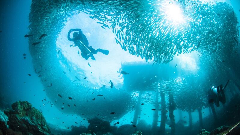 I spot more big fish than I’ve ever seen at an aquarium, then watch a gang of groupers lurking in the dark, presumably preferring to remain incognito