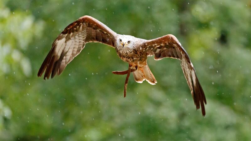 A red kite flies during a bird show in the Tripsdrill wildlife park near Cleebronn, Germany. Photograph: EPA