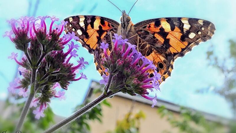 A painted lady butterfly. Photograph: Jenny Ryan