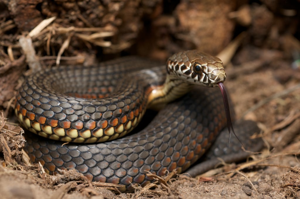 The venomous copperhead snake: As someone who grew up in Limerick, a bite from Mrs O’Leary’s unhinged Jack Russellwas the most dangerous confrontation with nature an afternoon might present. Photograph: iStock