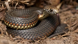 From snake bites to moth colonies: There’s shocking intensity to Australia’s natural world