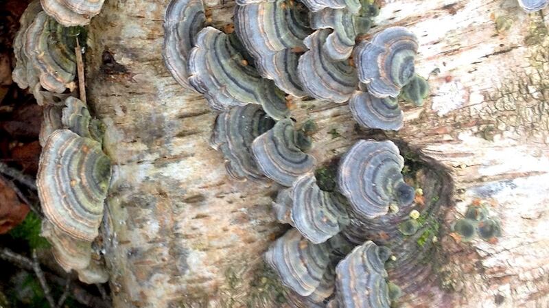 Hoof fungus