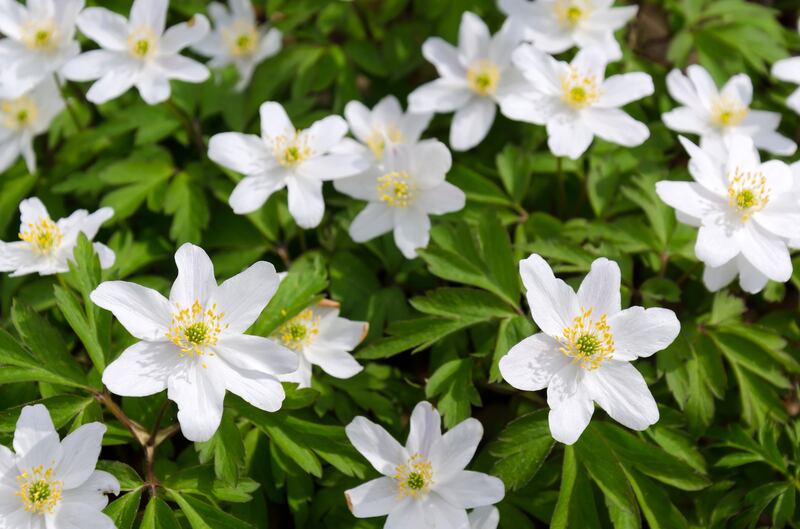 Swedish anemones. Photograph: Getty