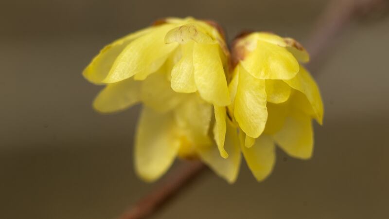 The winter-flowering shrub Chimonanthus in bloom in the National Botanic Gardens in Glasnevin. Photograph: Richard Johnston.