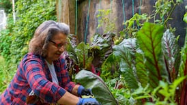 Winter vegetables that thrive in Irish gardens