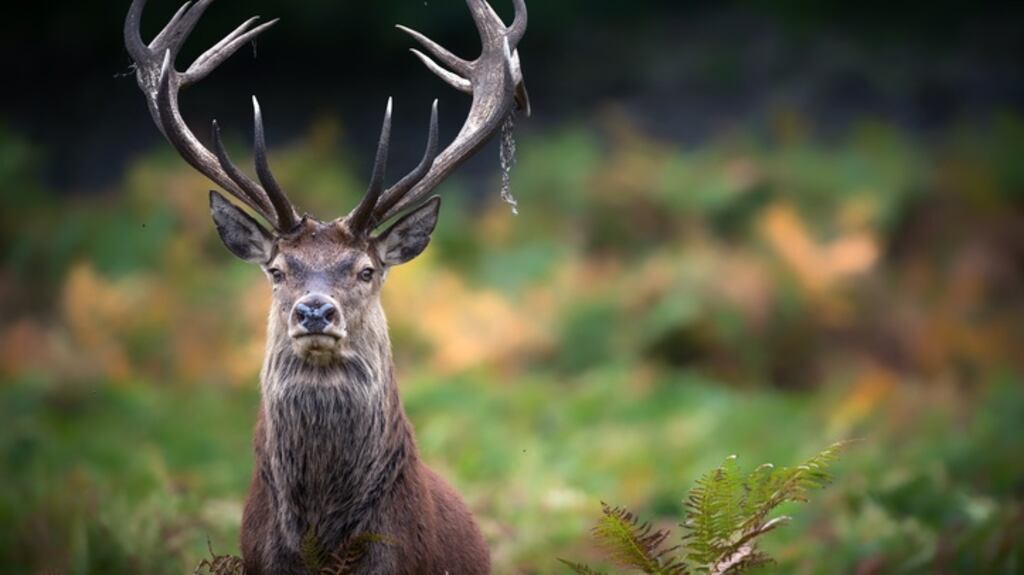 Stock image. The attack took place in September 2016, during what is traditionally a breeding season. Photograph: iStock