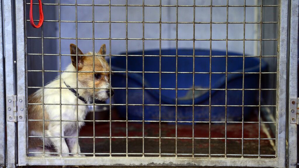 Gardaí are investigating allegations in relation to the improper use of veterinary drugs at Ashton Dog Pound in Ashtown, west Dublin. File photograph: Dara Mac Dónaill/The Irish Times