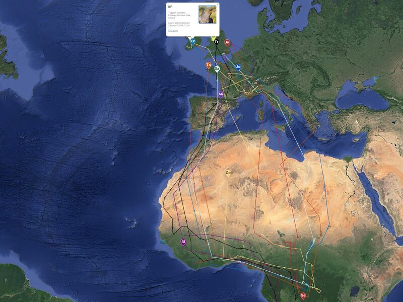 The route taken by three cuckoos may solve a century-long mystery as to where the migrating birds go during the winter