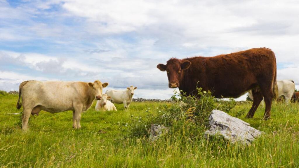Cow numbers are expected to increase by at least 300,000 in the coming years which means a lot more grass will be needed. Photograph: Getty Images
