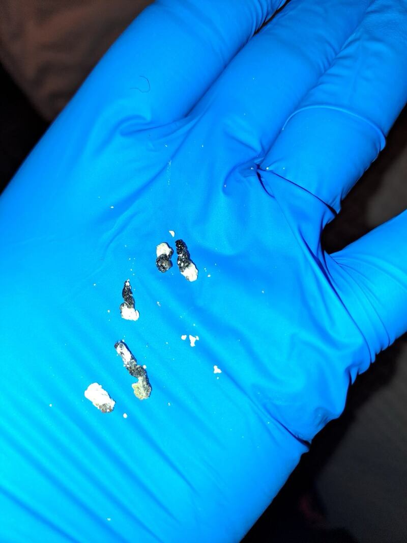 Cac laghairt (Lacerta vivipara) i bPort Mearnóg. Grianghraf: Aisling nic an tSithigh