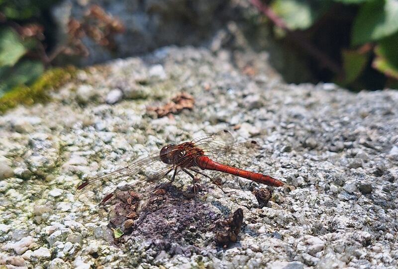 Large red damselfly. Photograph: Paul Dunne