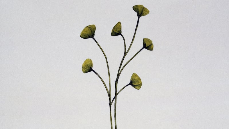 C is for Cooksonia. Artwork by Bridgette James/Photograph: DeAgostini/Getty Images